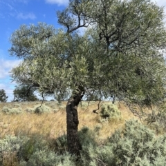 Alectryon oleifolius at Mungo National Park - 15 Oct 2023