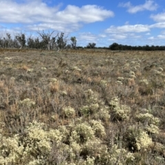 Vittadinia gracilis (New Holland Daisy) at Mungo, NSW - 15 Oct 2023 by Ange