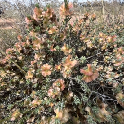 Maireana turbinata at Mungo National Park - 15 Oct 2023 by Ange