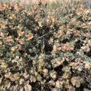 Maireana turbinata at Mungo, NSW - 15 Oct 2023 11:06 AM