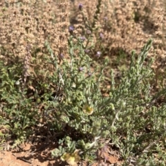 Maireana turbinata at Mungo, NSW - 15 Oct 2023