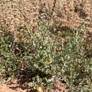 Maireana turbinata at Mungo, NSW - 15 Oct 2023 11:06 AM