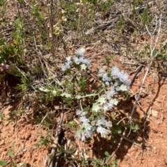 Limonium sinuatum at Mungo National Park - 15 Oct 2023 by Ange