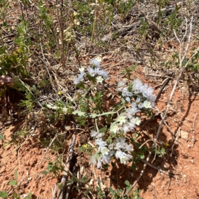 Limonium sinuatum at Mungo, NSW - 15 Oct 2023 by Ange