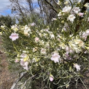 Eremophila sturtii at Mungo, NSW - 15 Oct 2023