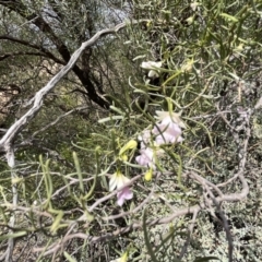 Eremophila sturtii at Mungo, NSW - 15 Oct 2023