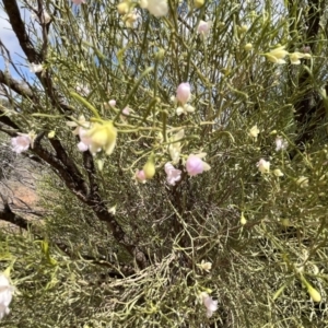 Eremophila sturtii at Mungo, NSW - 15 Oct 2023 11:20 AM