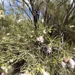 Eremophila sturtii at Mungo, NSW - 15 Oct 2023 11:20 AM