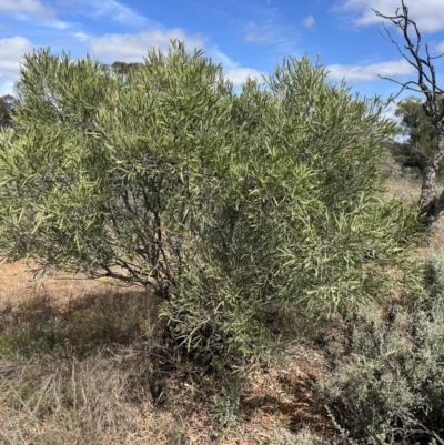 Unidentified Other Shrub at Mungo, NSW - 15 Oct 2023 by Ange