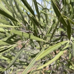 Alectryon oleifolius at Mungo, NSW - 15 Oct 2023 11:21 AM