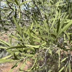 Alectryon oleifolius at Mungo, NSW - 15 Oct 2023 11:21 AM