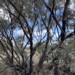 Eucalyptus sp. at Mungo National Park - 15 Oct 2023 by Ange