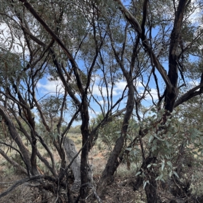 Eucalyptus sp. at Mungo, NSW - 15 Oct 2023 by Ange