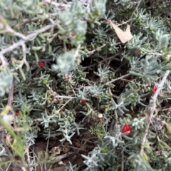 Enchylaena tomentosa var. tomentosa (Ruby Saltbush) at Mungo National Park - 15 Oct 2023 by Ange