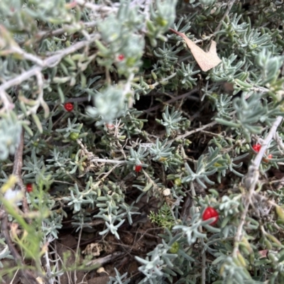 Enchylaena tomentosa var. tomentosa (Ruby Saltbush) at Mungo, NSW - 15 Oct 2023 by Ange