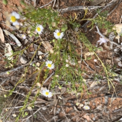 Vittadinia sp. at Mungo, NSW - 15 Oct 2023 by Ange