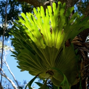 Platycerium superbum at Brunswick Heads, NSW - 16 Oct 2023