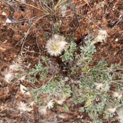 Vittadinia dissecta (Dissected New Holland Daisy) at Mungo, NSW - 15 Oct 2023 by Ange