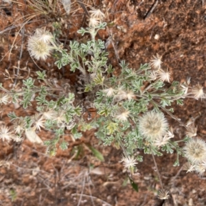 Vittadinia dissecta at Mungo, NSW - 15 Oct 2023