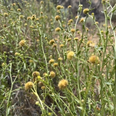 Calotis erinacea (Tangled Burr Daisy) at Mungo, NSW - 15 Oct 2023 by Ange