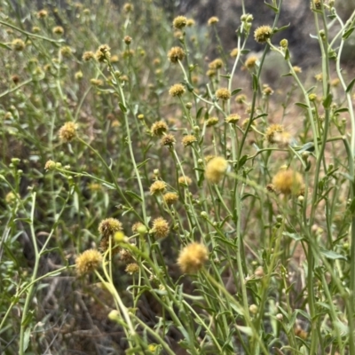 Calotis erinacea (Tangled Burr Daisy) at Mungo National Park - 15 Oct 2023 by Ange
