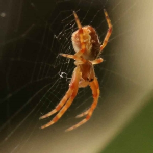 Araneus hamiltoni at Turner, ACT - 15 Oct 2023 10:34 AM