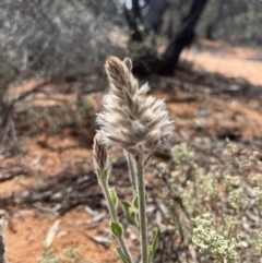 Ptilotus exaltatus (Pink Mulla Mulla) at Mungo, NSW - 15 Oct 2023 by Ange