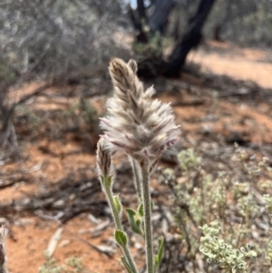 Ptilotus exaltatus at suppressed - 15 Oct 2023