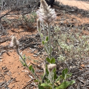 Ptilotus exaltatus at suppressed - suppressed