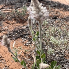 Ptilotus exaltatus at suppressed - suppressed