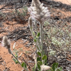 Ptilotus exaltatus at suppressed - suppressed