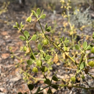 Roepera apiculata (Pointed Twinleaf) at Mungo National Park - 15 Oct 2023 by Ange