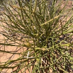 Cynanchum viminale subsp. australe (Caustic Shrub, Caustic Vine) at Mungo National Park - 15 Oct 2023 by Ange