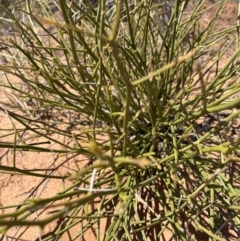 Cynanchum viminale subsp. australe (Caustic Shrub, Caustic Vine) at Mungo, NSW - 15 Oct 2023 by Ange