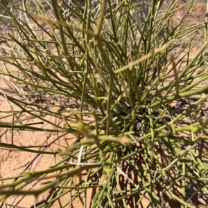 Cynanchum viminale subsp. australe at Mungo, NSW - 15 Oct 2023