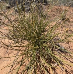 Cynanchum viminale subsp. australe at Mungo, NSW - 15 Oct 2023