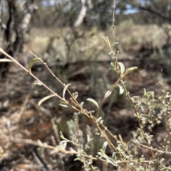 Unverified Other Shrub at Mungo, NSW - 15 Oct 2023 by Ange