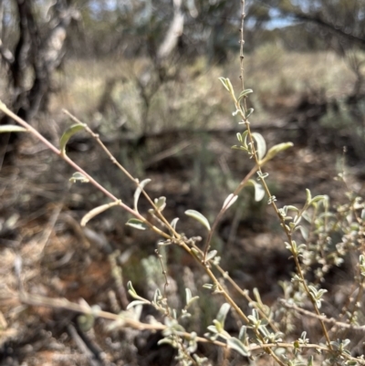 Unidentified Other Shrub at Mungo National Park - 15 Oct 2023 by Ange