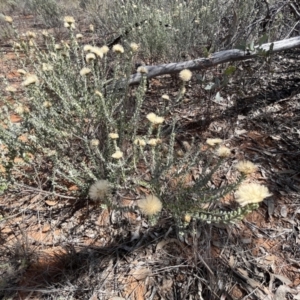 Olearia pimeleoides at Mungo, NSW - 15 Oct 2023 11:41 AM