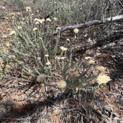 Olearia pimeleoides (Pimelea Daisy-bush) at Mungo National Park - 15 Oct 2023 by Ange