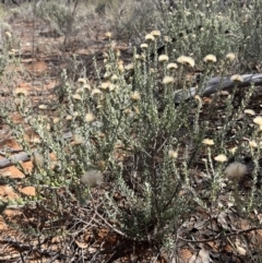 Olearia pimeleoides at Mungo, NSW - 15 Oct 2023 11:41 AM