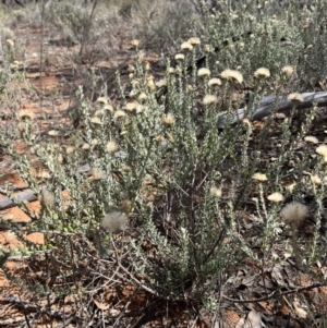 Olearia pimeleoides at Mungo, NSW - 15 Oct 2023