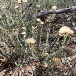 Olearia pimeleoides at Mungo, NSW - 15 Oct 2023 11:41 AM