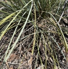 Lomandra effusa (Scented Matrush) at Mungo National Park - 15 Oct 2023 by Ange