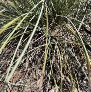 Lomandra effusa at Mungo, NSW - 15 Oct 2023