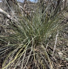 Lomandra effusa at Mungo, NSW - 15 Oct 2023 11:42 AM