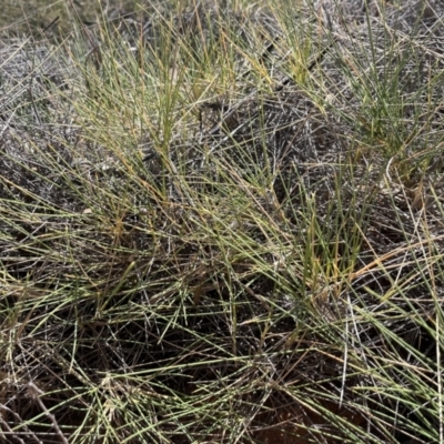 Triodia scariosa (Porcupine Grass) at Mungo, NSW - 15 Oct 2023 by Ange
