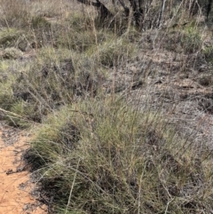 Triodia scariosa at Mungo, NSW - 15 Oct 2023