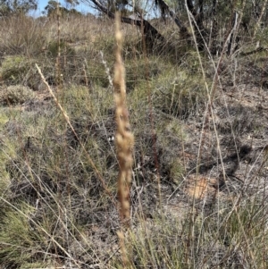 Triodia scariosa at Mungo, NSW - 15 Oct 2023 11:46 AM