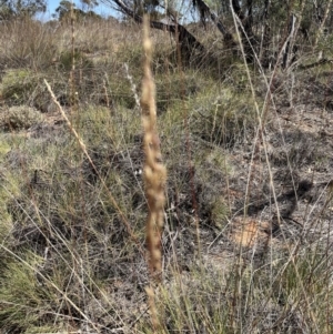 Triodia scariosa at Mungo, NSW - 15 Oct 2023